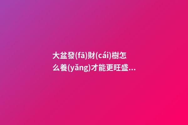 大盆發(fā)財(cái)樹怎么養(yǎng)才能更旺盛，發(fā)財(cái)樹就得“小盆”養(yǎng)-第1張-觀點(diǎn)-玄機(jī)派